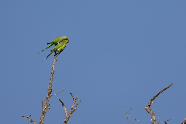Kaks papagoid lembe hetkel, Sri Lanka