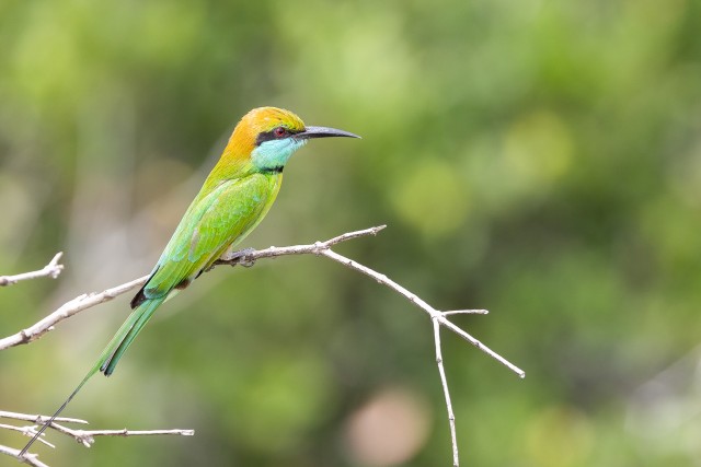 Pildil olev lind on Aasia roheline mesilasenäpp, tuntud ka kui väike roheline mesilasööja