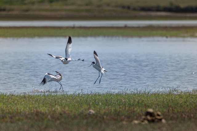 Naaskelnokk lind lendamas Doonau delta kohal, Rumeenia
