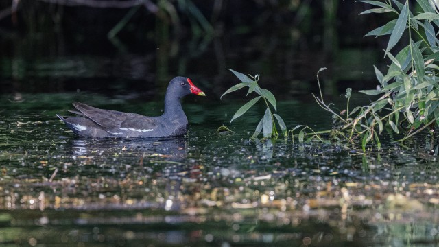 Tumetait Doonau delta jõe suudmas, Rumeenia