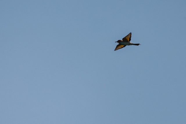 Mesilasenäpp taevavõlvil, Doonua Delta, Rumeenia