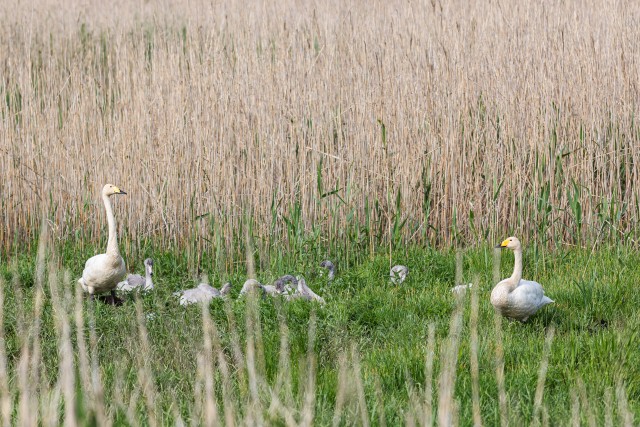 Luigepere Gauja rahvuspargis madalikul puhkamas , Lätis