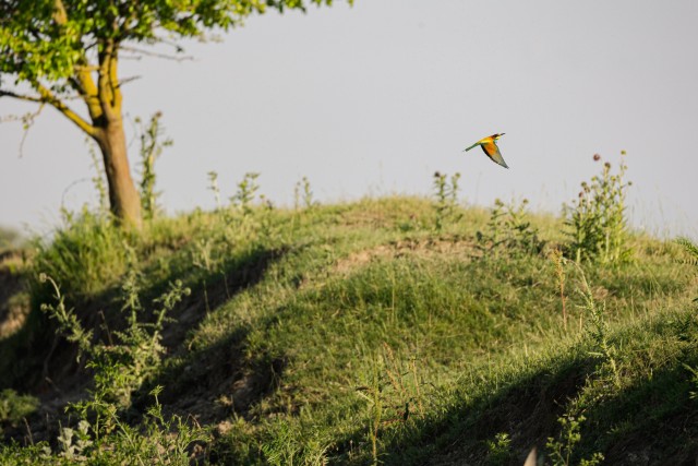 Mesilasenäpp Doonau jõe kallastel