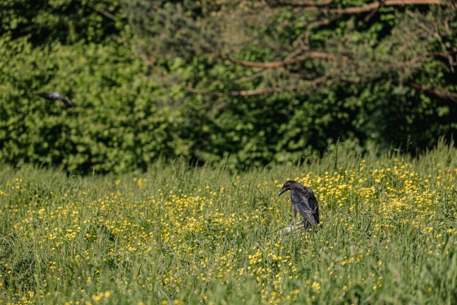 Must ronk istumas aasal Rumeenias, Karpaatide mäestikus