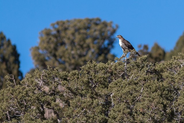 Punasaba-viir puhkab tiibu puu otsas, USA