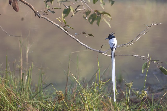 Aasia paradiisi-kärbsepüüdja, Sri Lanka