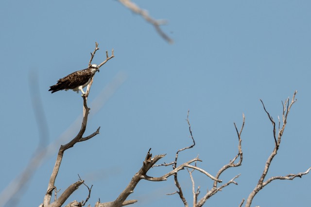 Kalakotkas puu otsas puhkamas Wilpattu rahvuspargis Sri Lankal