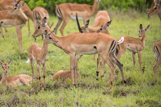 Impala kari poegadega Mikumi rahvuspargi  rohumaal söömas, Tansaania, Aafrikas