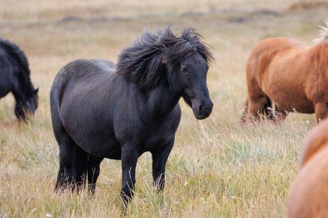 Islandi metsikute hobuste kari aasal