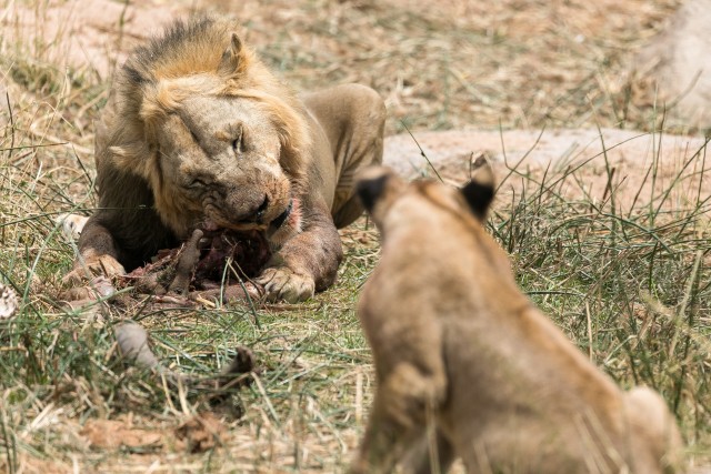 Lõvid Mikumi rahvuspargis einestamas, Tansaanias, Aafrikas