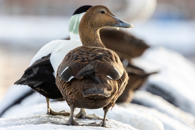 Hahad jäistel sadama tokkidel, Norra