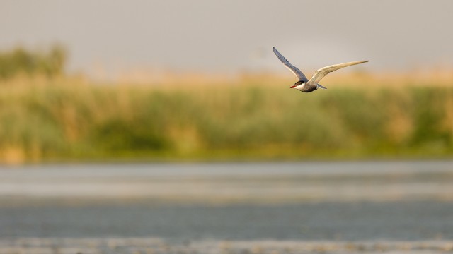 Tiir Doonua delta jõe suudme kohal jahti pidamas, Rumeenia