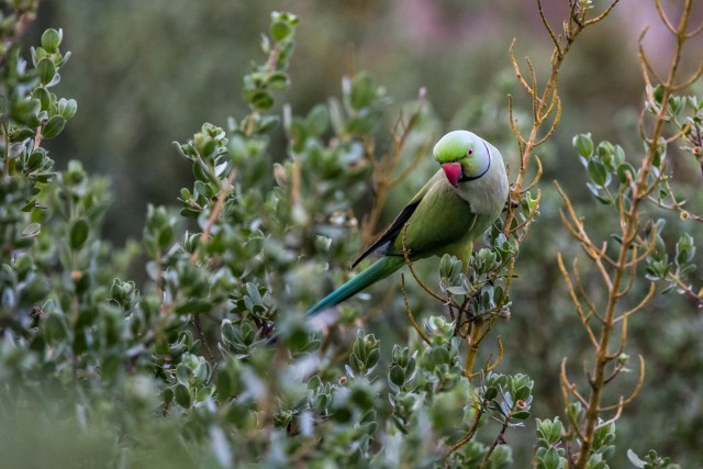 Kaeluspapagoi oksal istumas, Sri Lanka