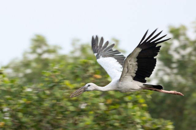 Pildil on lendamas Aasia lahtise nokaga kureline