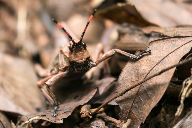 Rohutirts kuivanud lehtede vahel, Aafrika