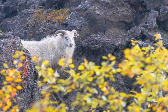 Islandi lammas Dimmuborgiri laavaväljal