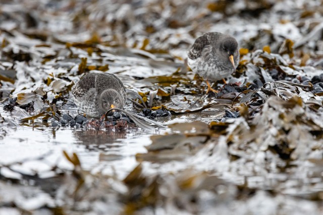 Merirüdi lind mereadru seest süüa otsimas, Norra