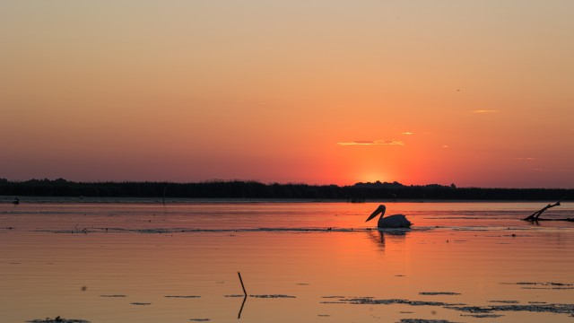 Pelikan poseerimas päikeseloojangu taustal Doonau delta jõe suudmes, Rumeenia