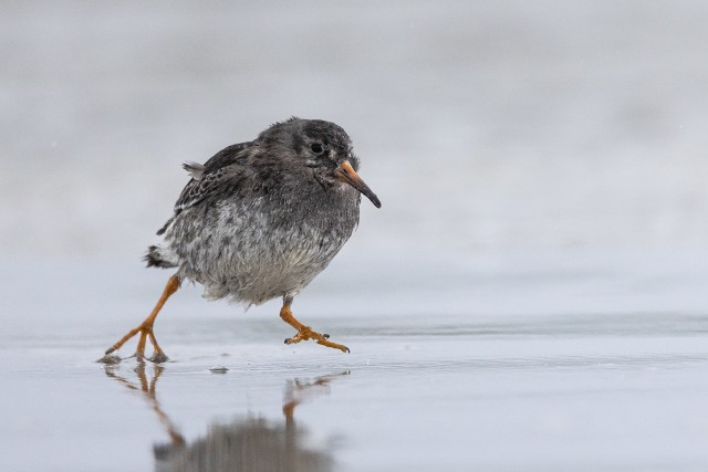Meririsla lind märjal rannaliival jalutamas, Norra