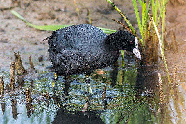 Harilik lauk läheb järvele, Hispaania