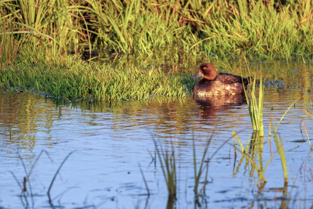 Hahk vett nautimas, Island