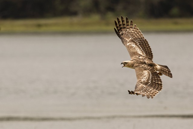Herilaseviu üle veekogu liuglemas, Sri Lanka