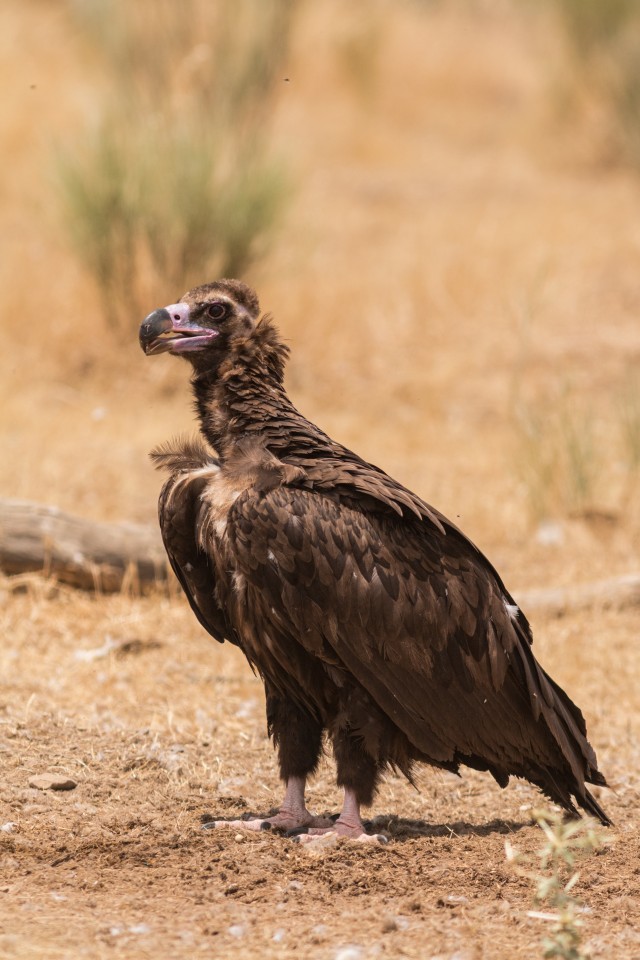 Raisakotkas maapinnal seismas, Portugal