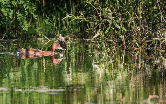 Valgesilm vart Doonua delta jõe suudmes , Rumeenia