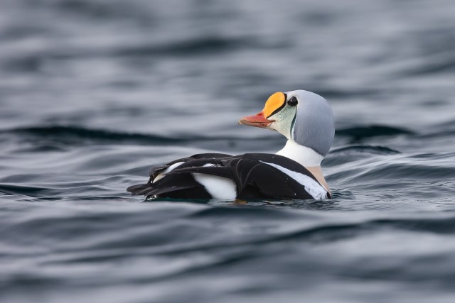 Kuninghahk vees ujumas, Norra