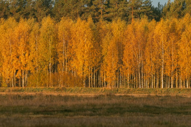Sügisene kuldne mets õhtupäikeses, Bieszczady mäestik