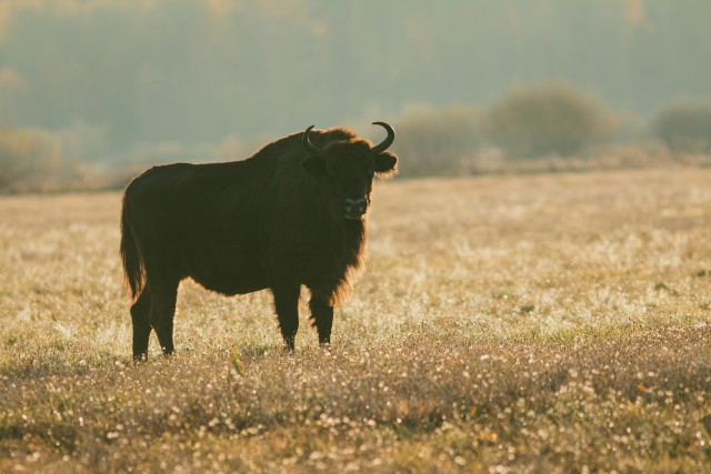 Piison õhtupäikese käes põllul kaamerale poseerimas, Bieszczady mäestik