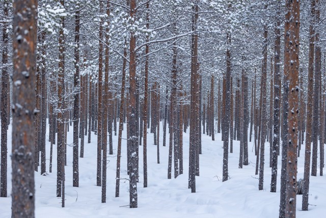 Talviselt lumine mets Lapimaal, Soomes
