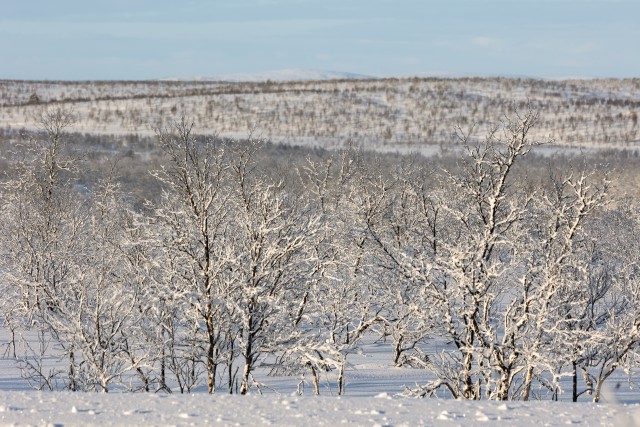 Lumised puud ja maastik, Norra