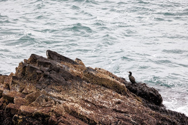Üksik kormoran kaljuserval uhkel poseerimas, Island