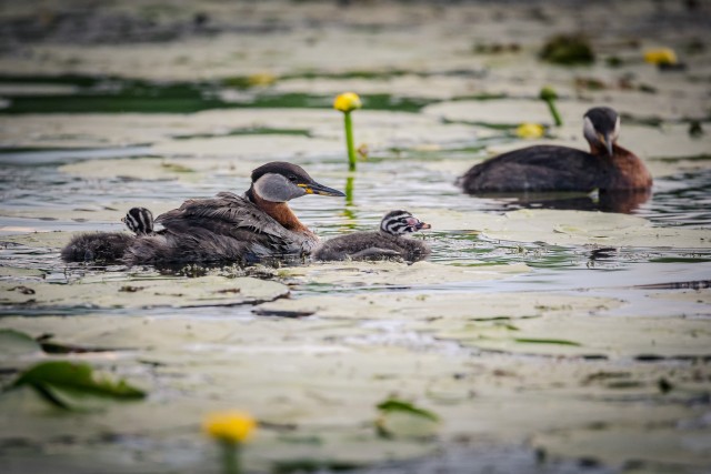 Tuttpüti pere Doonau delta jõe suudmes vesirooside vahel, Rumeenia