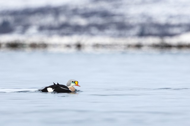 Kuninghahk jäises vees, Norra