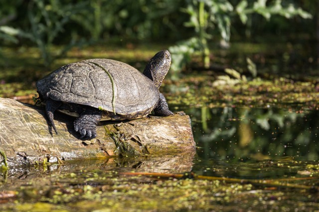 Kilpkonn Doonau deltal päikesevanni võtmas