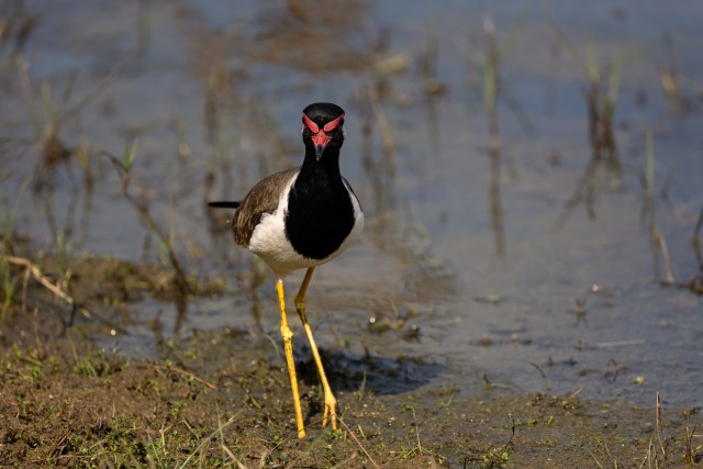 Sagarkiivitaja veekaldal süüa otsimas, Sri Lanka