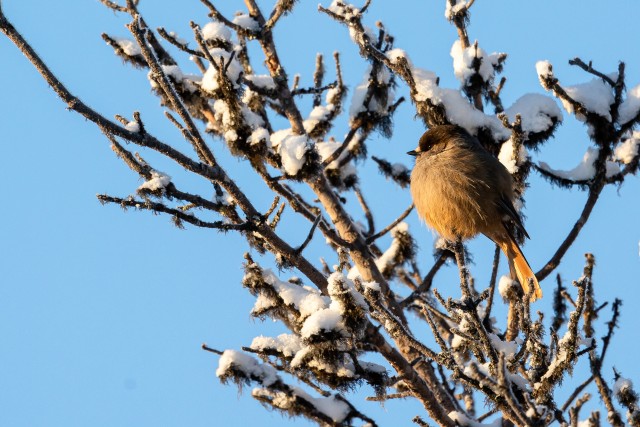 Laanenäär lumisel oksal päikest nautimas, Soome