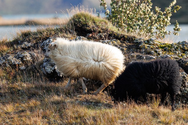 Must ja valge Islandi lammas koos jalutamas