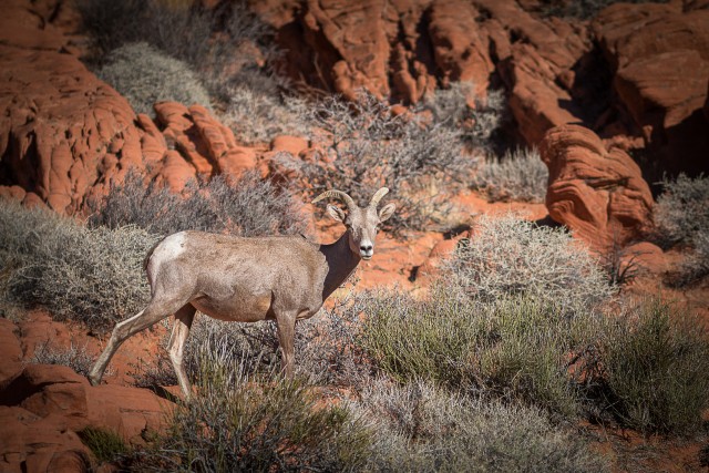 Suure sarveline mägilammas Nevada osariigis Fire State Parki orus