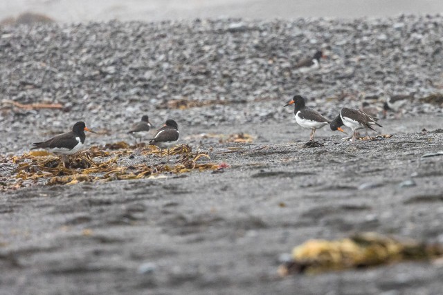 Meriskid veeserval saaki otsimas, Island