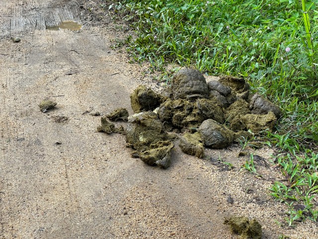 Elevandi väljaheide teepeenral, Sri Lanka