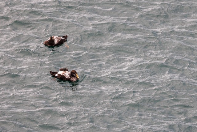 Hahad vett nautimas, Island