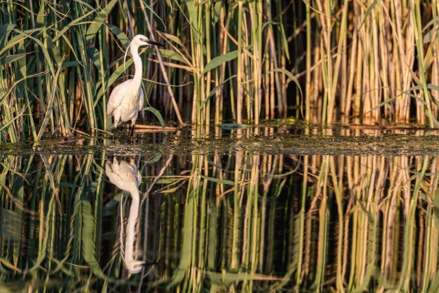 Hõbehaigur kogu oma hiilguses, Doonua Delta, Rumeenia