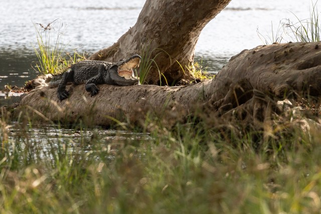 Krokodill puutüvel suu lahti mõnulemas, Sri Lanka