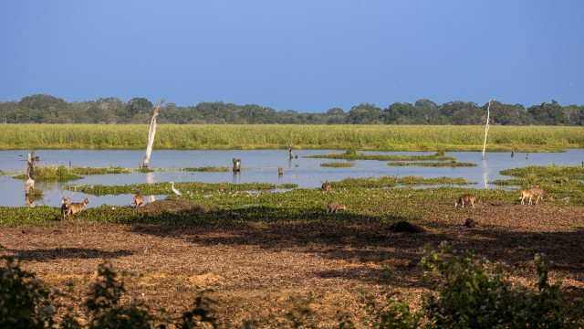 Täpikhirve ja lindude rahulik hetk veekogu ääres nende looduslikus elupaigas
