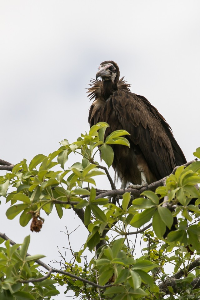 Raisakotkas Mikumi rahvuspargi puuokstel tiibu puhkamas, Tansaanias, Aafrikas