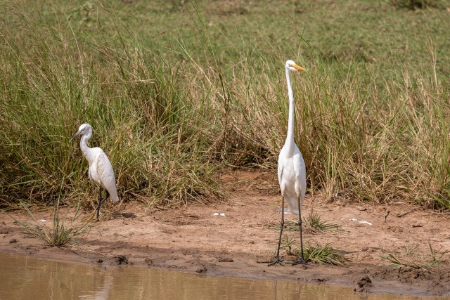 Suur haigur ja väike haigur järve kaldal kalu jahtimas, Sri Lanka