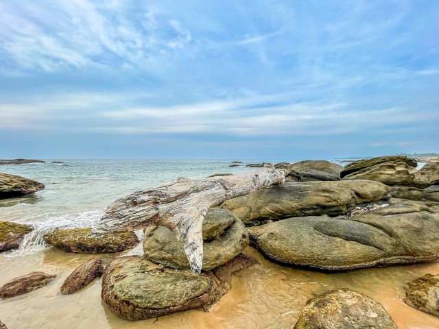 Kuivanud puutüvi Sri Lanka rannas